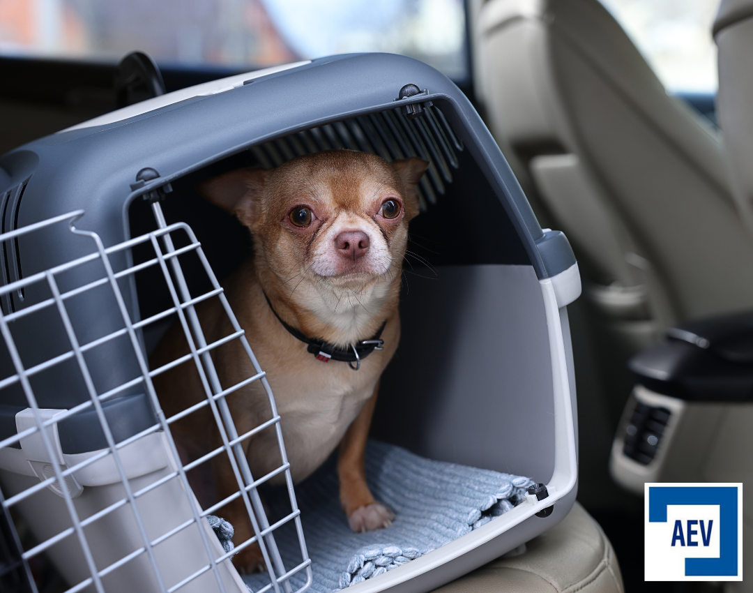 la manera más segura de transportar a tus mascotas