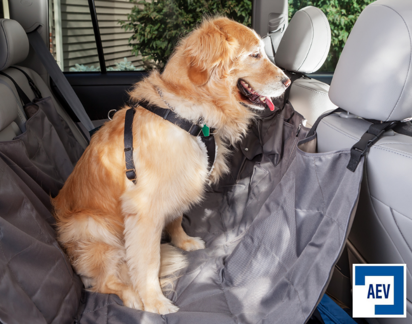 la manera más segura de transportar a tus mascotas