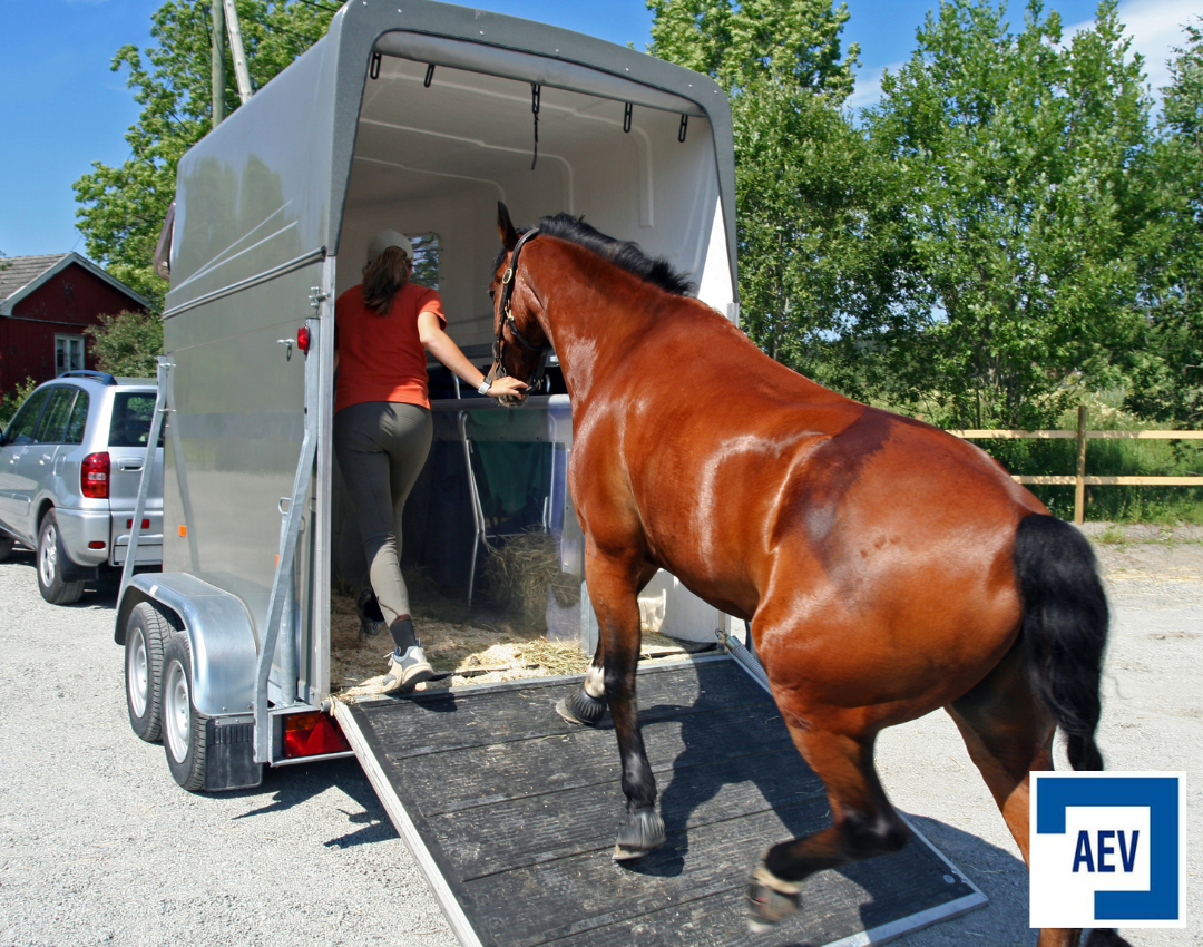 la manera más segura de transportar a tus mascotas